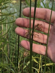 Juncus effusus solutus