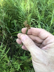 Juncus effusus solutus
