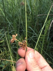 Juncus effusus solutus
