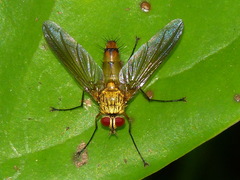 Dexiinae