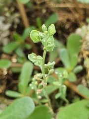 Alyssum montanum gmelinii