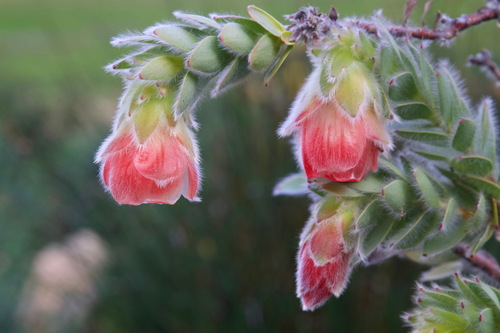 Orothamnus