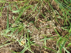 Alyssum montanum gmelinii