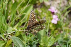 Melitaea asteria