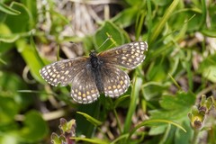 Melitaea asteria
