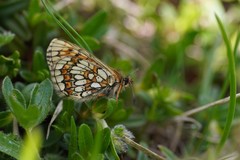 Melitaea asteria