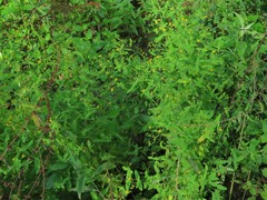 Hypericum mutilum mutilum