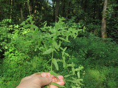 Hypericum mutilum mutilum