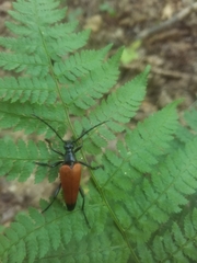 Stenelytrana emarginata