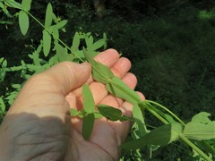 Hypericum mutilum mutilum