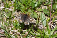 Melitaea asteria