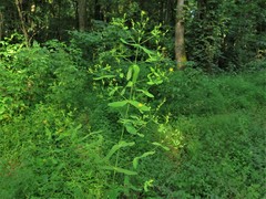Hypericum mutilum mutilum