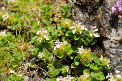 Teucrium pyrenaicum