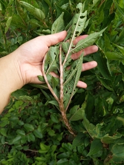 Amorphophallus konjac