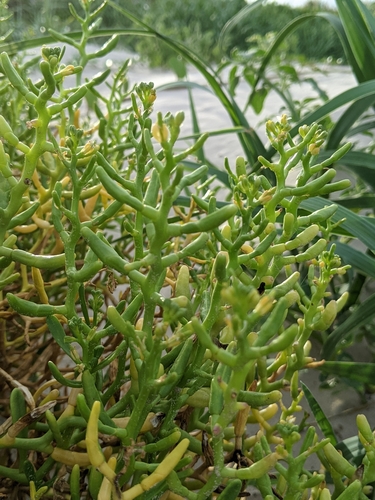 Gulf Searocket (Cakile geniculata)