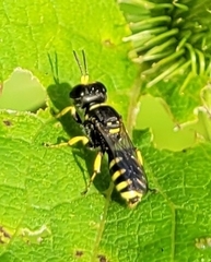 Ectemnius cephalotes
