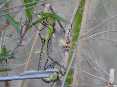 Austrogynacantha heterogena