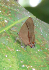 Lamprospilus collucia