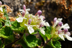 Teucrium pyrenaicum