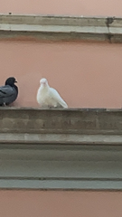 Columba livia domestica