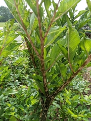 Amorphophallus konjac