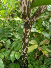 Amorphophallus konjac