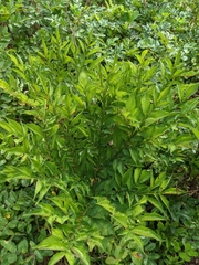 Amorphophallus konjac