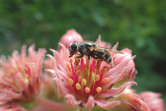 Eristalinae