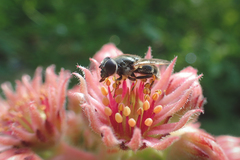 Eristalinae
