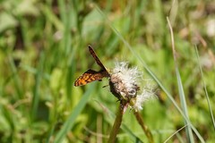 Melitaea varia