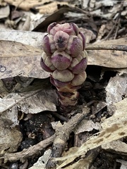 Bdallophytum americanum