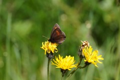 Erebia pharte
