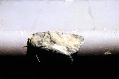 Chytonix palliatricula