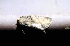 Chytonix palliatricula