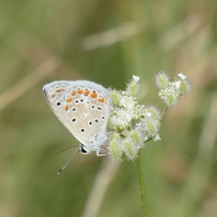 Polyommatus celina
