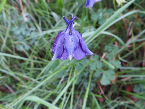 Image of Aquilegia confusa by (c) Marco Mussita, some rights reserved (CC BY)