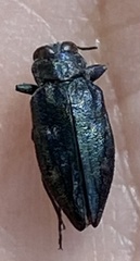 Buprestinae