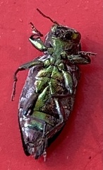 Buprestinae