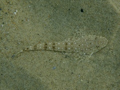 Platycephalus caeruleopunctatus