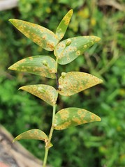 Puccinia myrsiphylli