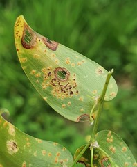 Puccinia myrsiphylli