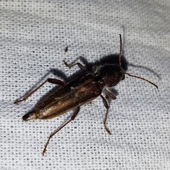 Xylotrechus