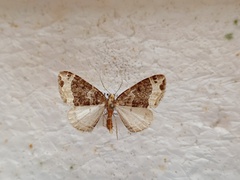 Ecliptopera capitata