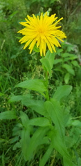 Crepis pyrenaica