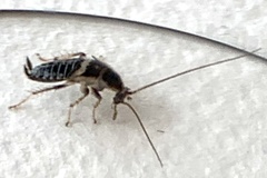 Planuncus tingitanus