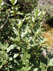 Rhododendron adamsii