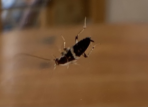 Variable Cockroach, photo 6 of 10