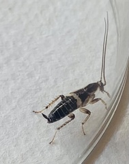 Planuncus tingitanus