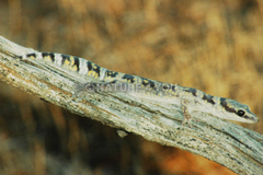 Oedura cincta