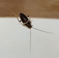 Planuncus tingitanus